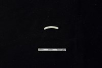 陶環藏品圖，第1張